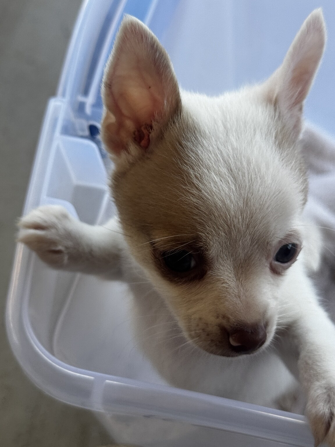 Close portrait of BamBam leaning over the edge of a carrier, showing his white coat and warm chocolate eye marking