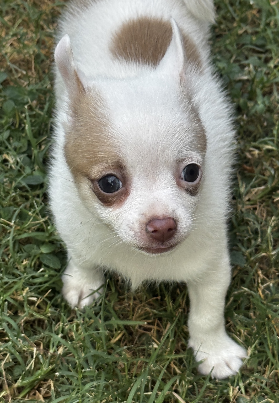 Close-up outdoor portrait of BamBam showing his white coat, chocolate facial markings and matching patch on his back