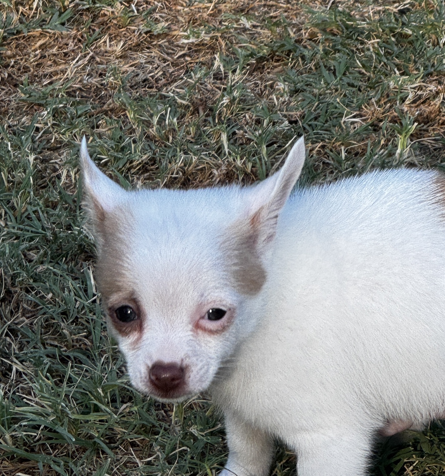 Close side portrait of BamBam showing his warm sable eye and ear markings