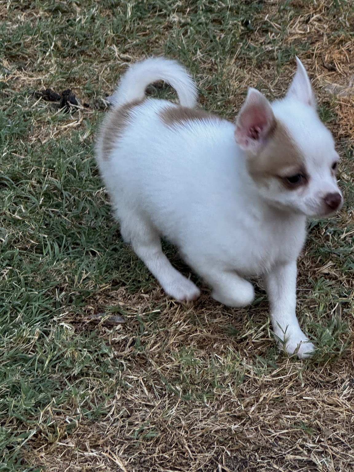 Full-body outdoor photo of BamBam moving through the grass, showing his curled tail and chocolate back patches