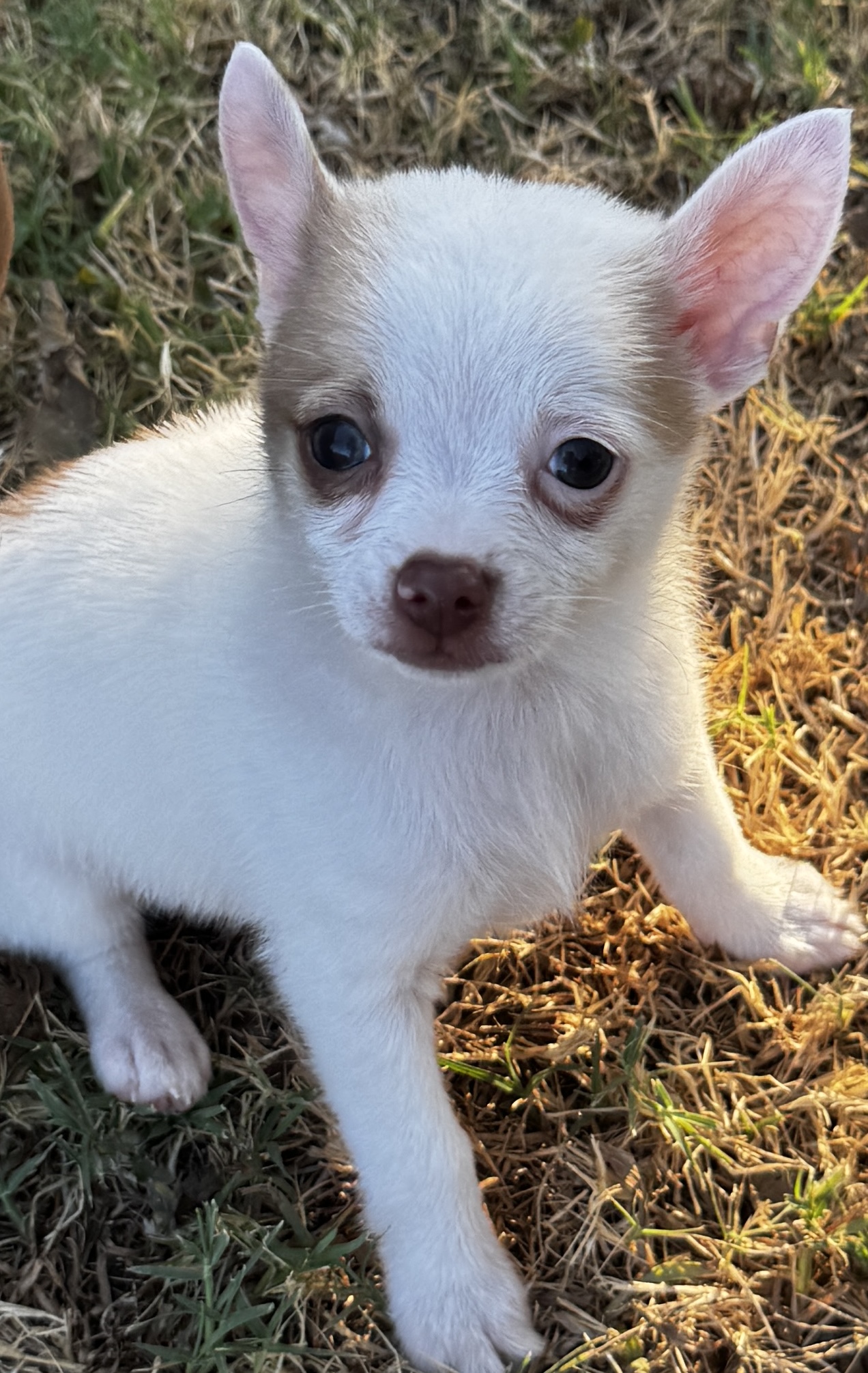 Face-forward outdoor portrait of BamBam, a white male Chihuahua Pomeranian mix puppy with warm sable markings around one eye
