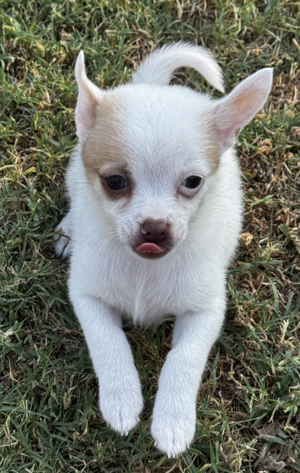 BamBam lying in the grass with his little tongue peeking out