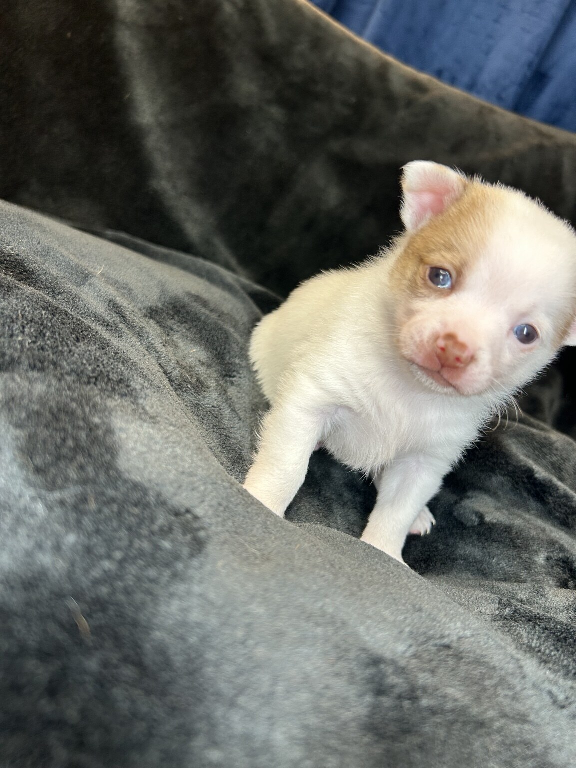 BamBam, a white male Chihuahua Pomeranian mix puppy with warm sable markings and blue-gray puppy eyes