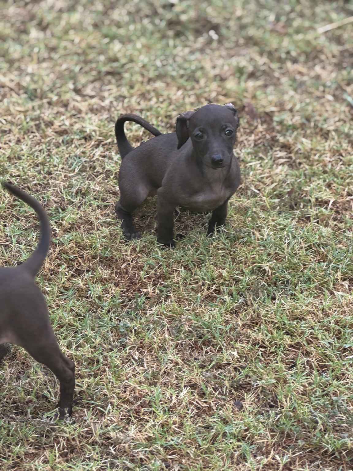 Betty, a solid-black Italian Greyhound Dachshund mix puppy, standing attentively in the grass