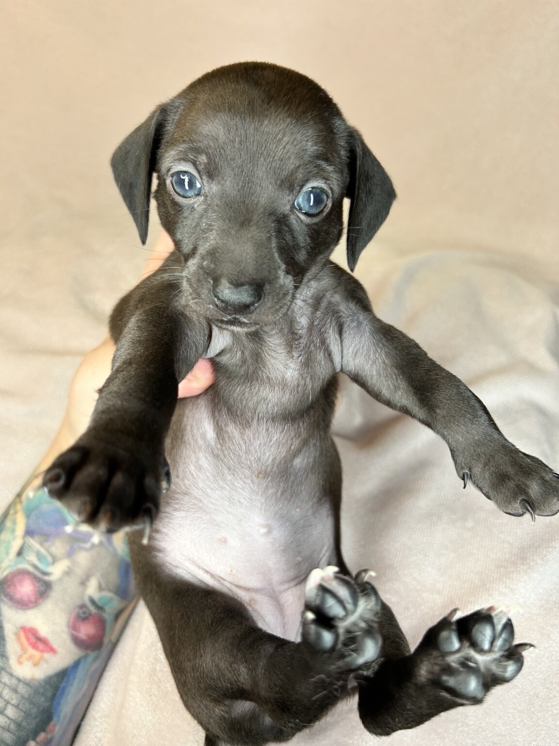 Betty, a solid-black Italian Greyhound Dachshund mix puppy, looking directly at the camera
