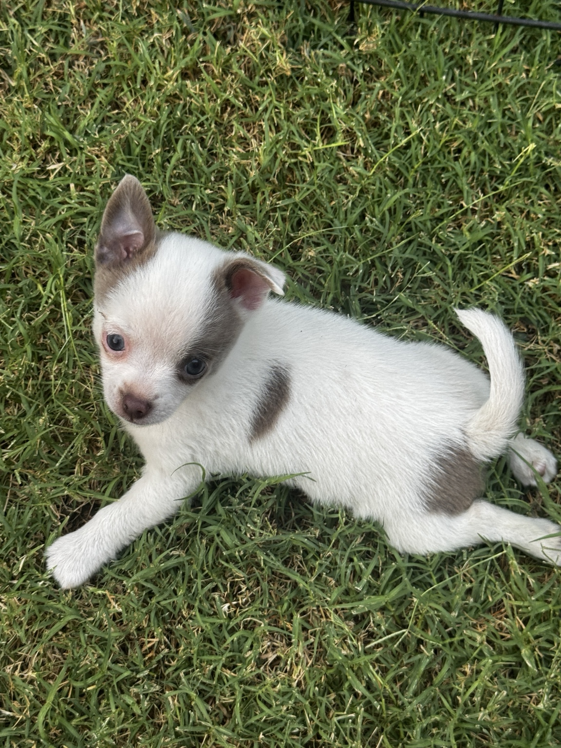 Full-body outdoor portrait of Bidi showing her white coat, blue eyes and mauve-chocolate patches on her face and back