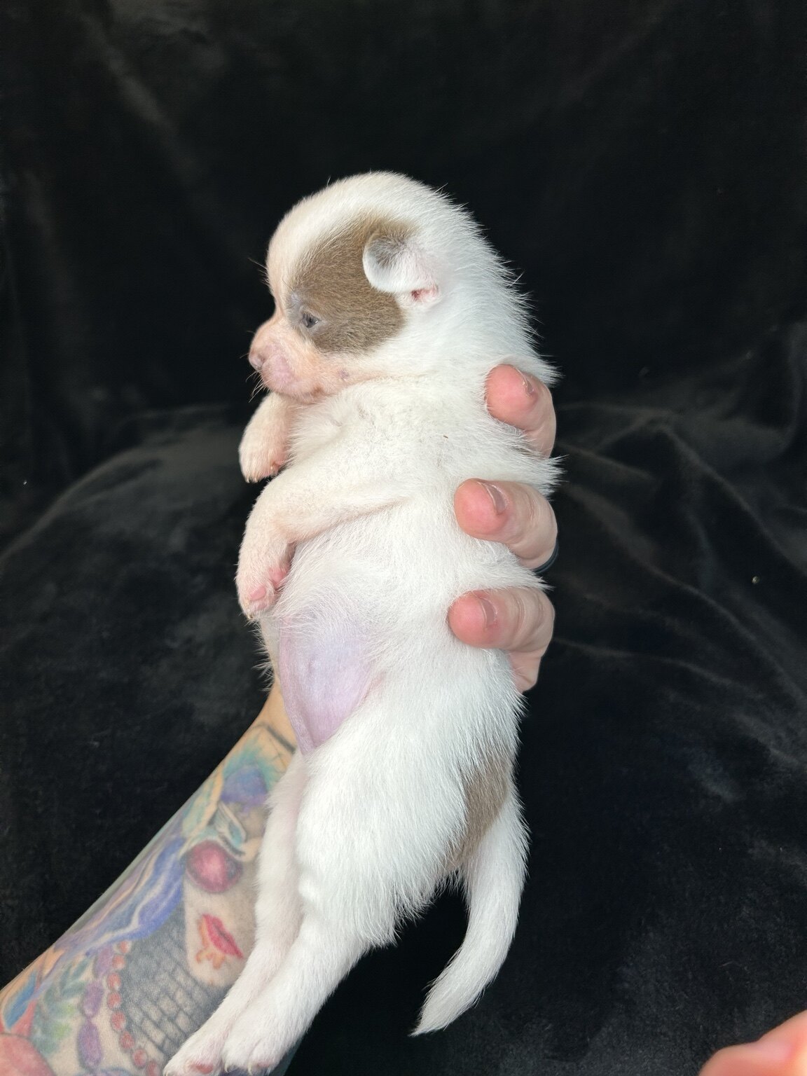 Bidi being gently held to show the mauve-chocolate markings on her head and back