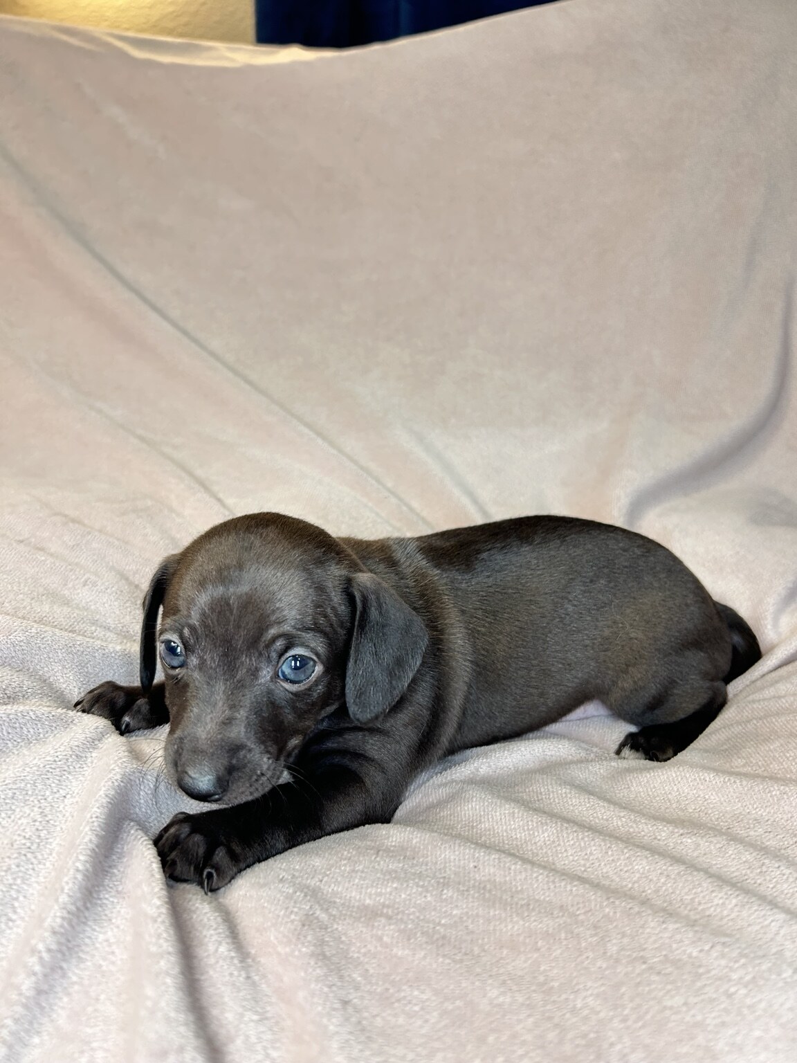 Boop lying on a light blanket with her sleek black coat, floppy ears and blue-gray puppy eyes