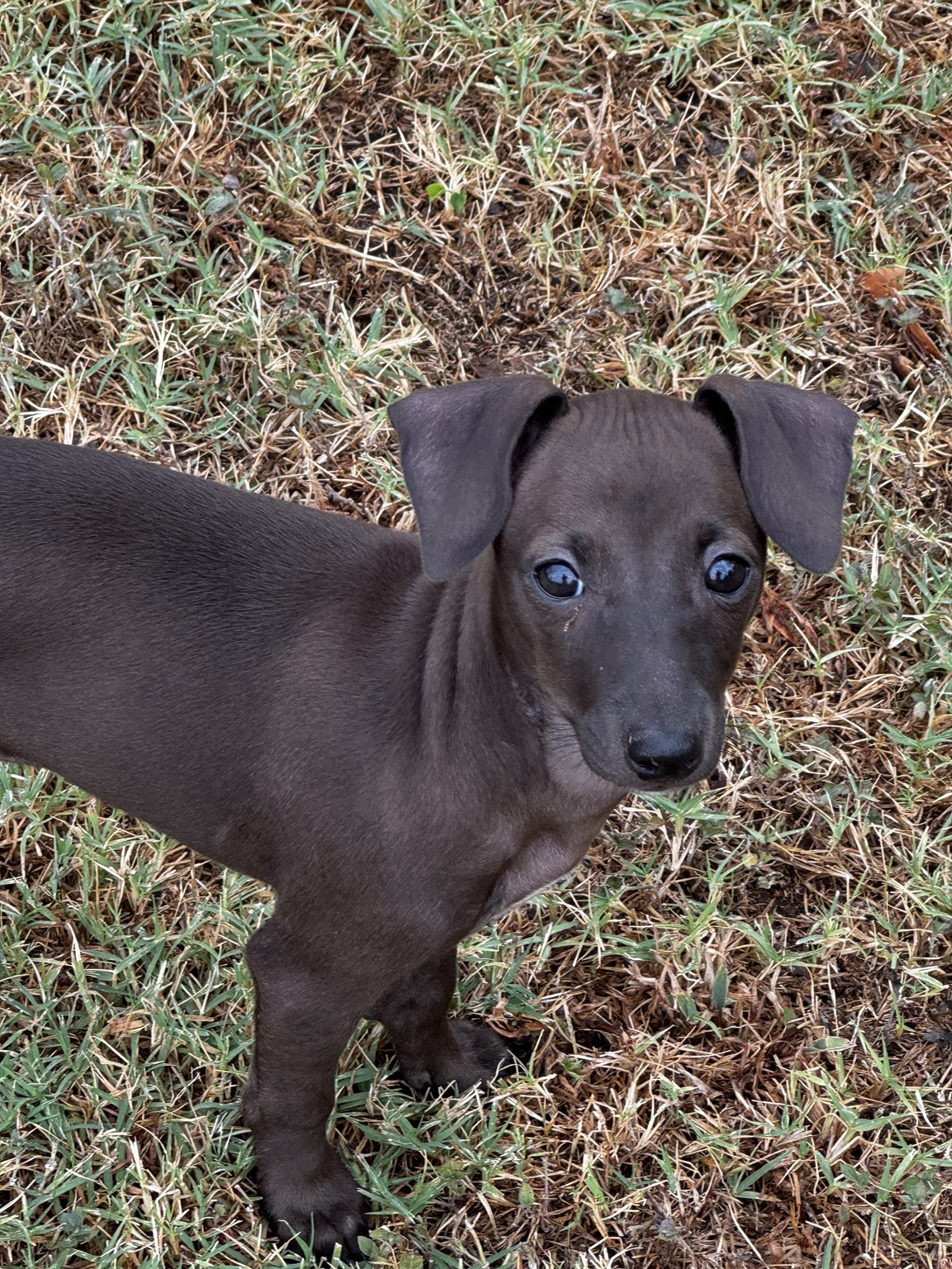 Face-forward outdoor portrait of Boop showing her short seal-chocolate coat and delicate Italian Greyhound features
