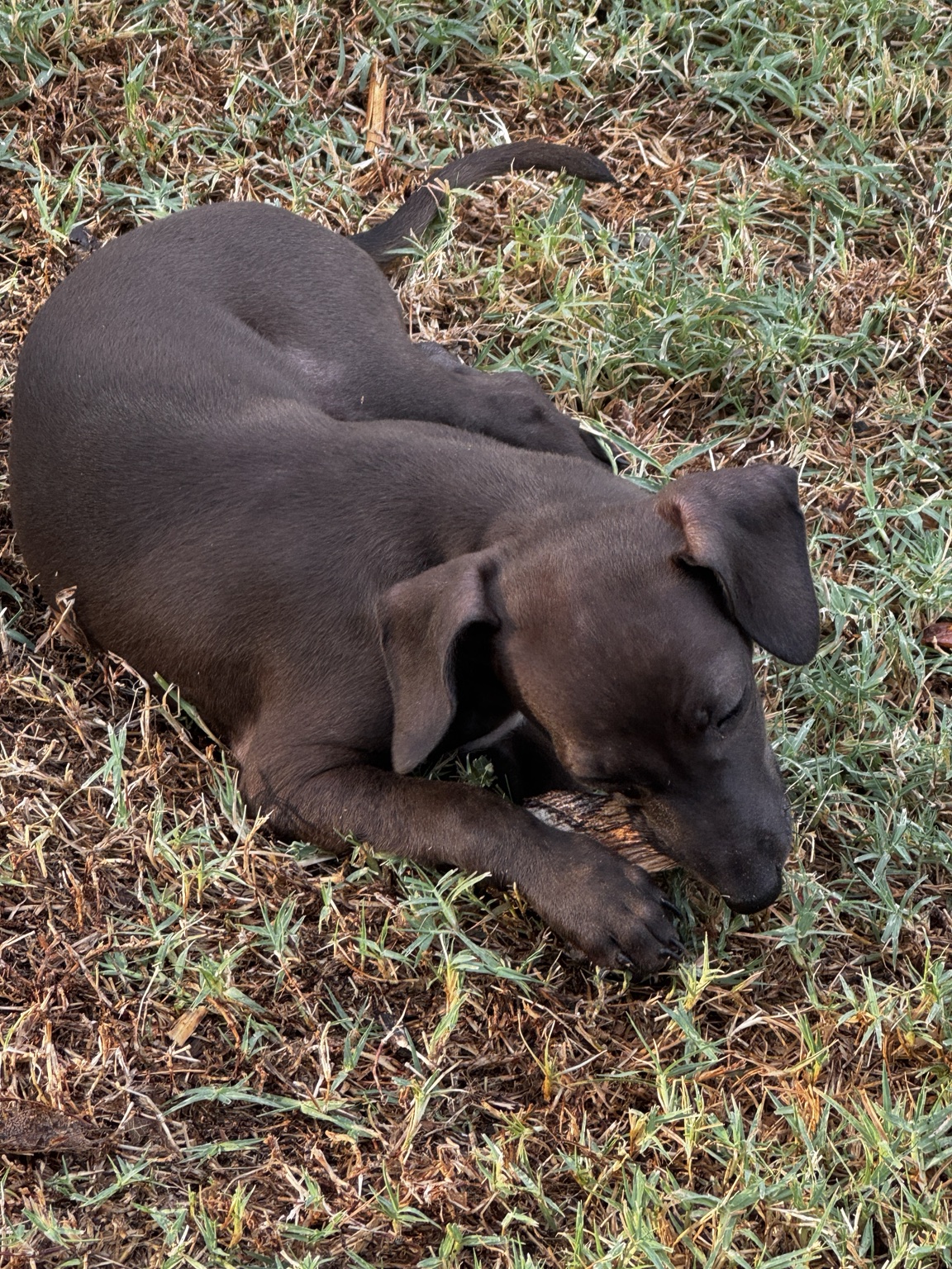 Boop lying in the grass and playing with a small branch, showing the warm chocolate tones in her coat