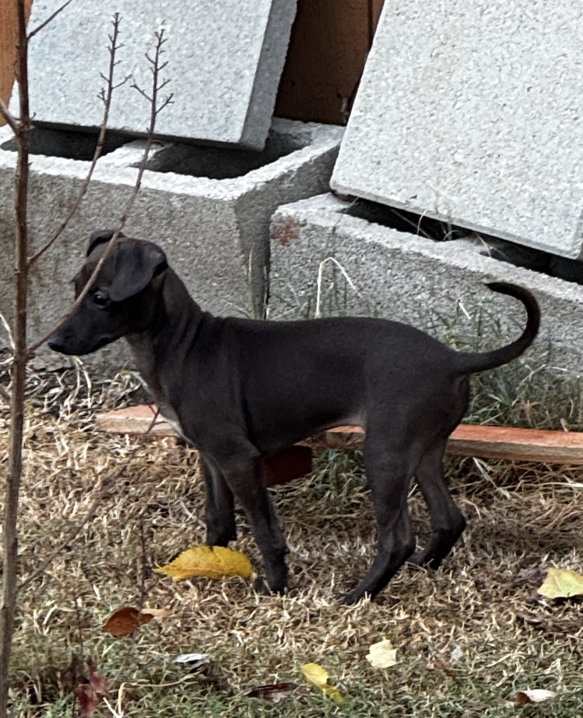 Full side profile of Boop standing outside, showing her seal-chocolate coat, long legs and athletic build