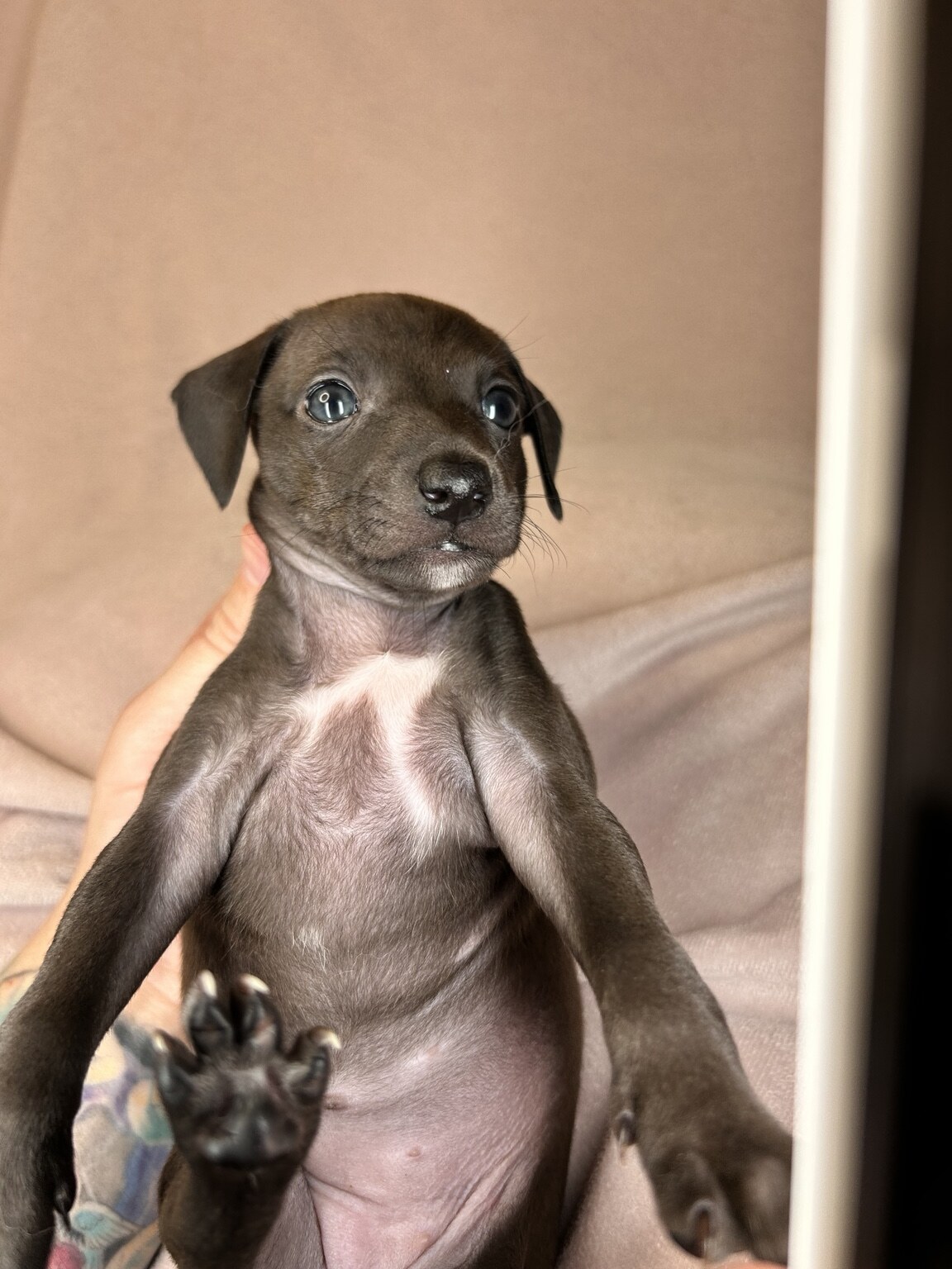 Boop, a black Italian Greyhound Dachshund mix puppy sitting upright with her white chest patch visible