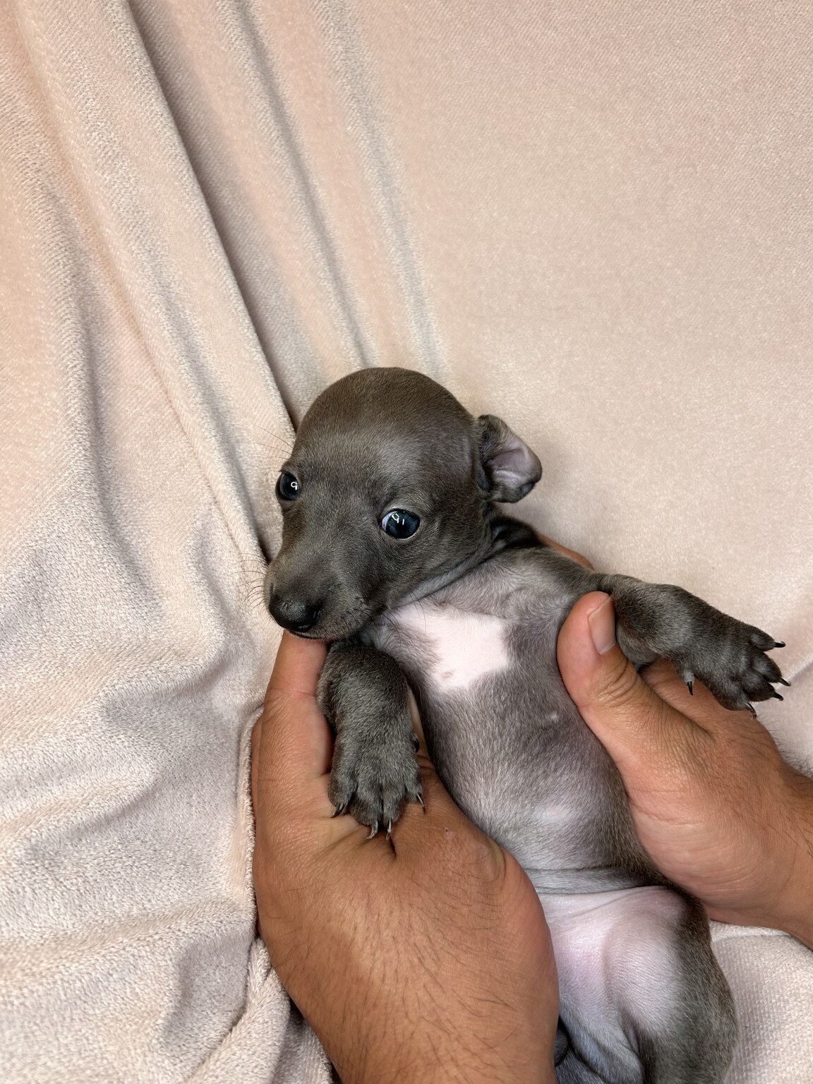 Fig being gently held with his soft blue-gray coat and pale chest visible