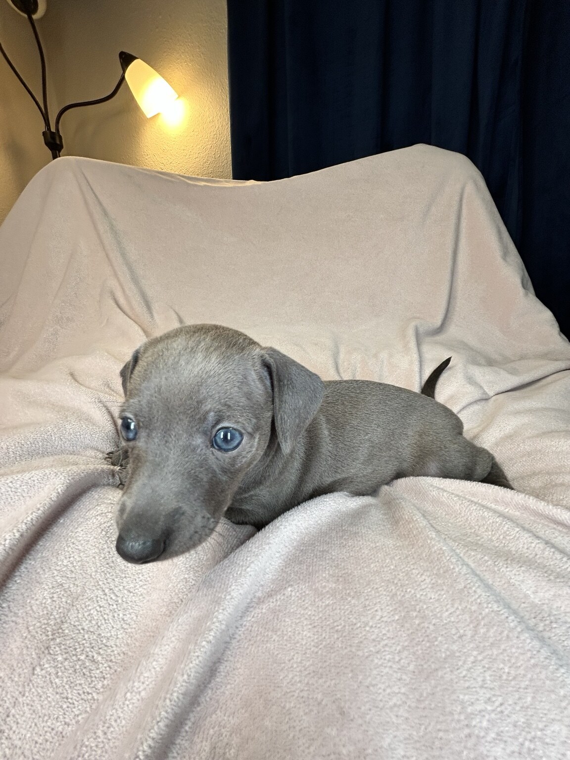 Fig stretched out playfully on a light blanket, showing his blue-gray coat and long little body