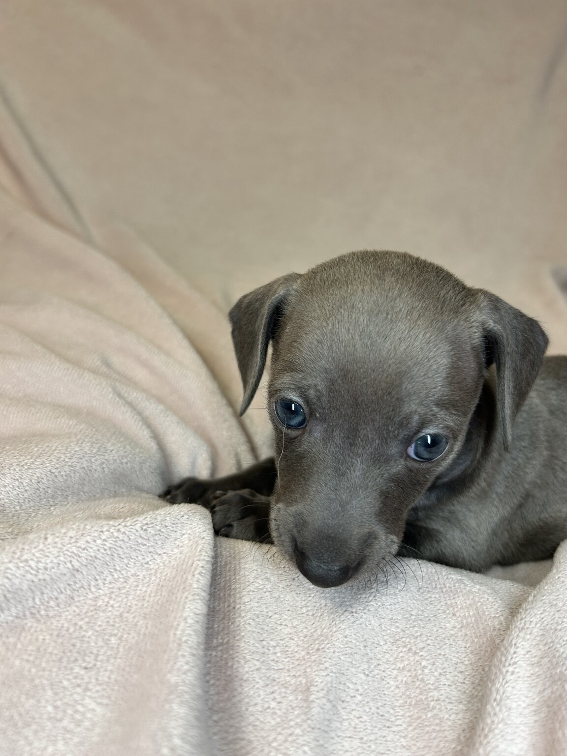 Fig, a blue-gray Italian Greyhound Dachshund mix puppy, looking curiously toward the camera