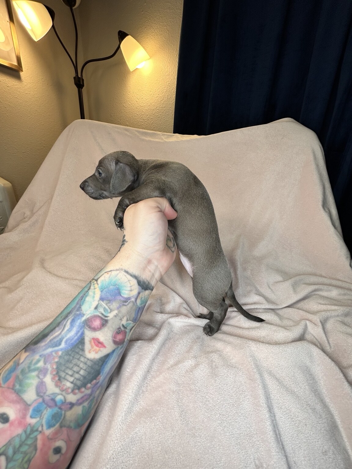Indie Blue being gently held in profile, showing her long little body and blue-gray coat