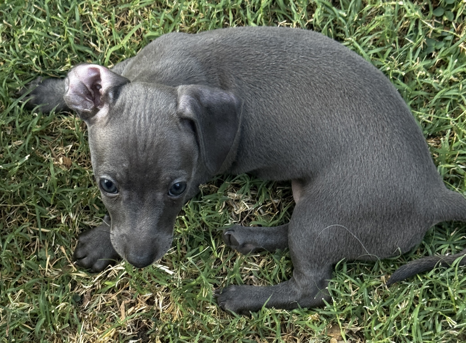 Indie Blue curled up in the grass, showing her smooth blue-gray coat and floppy ears