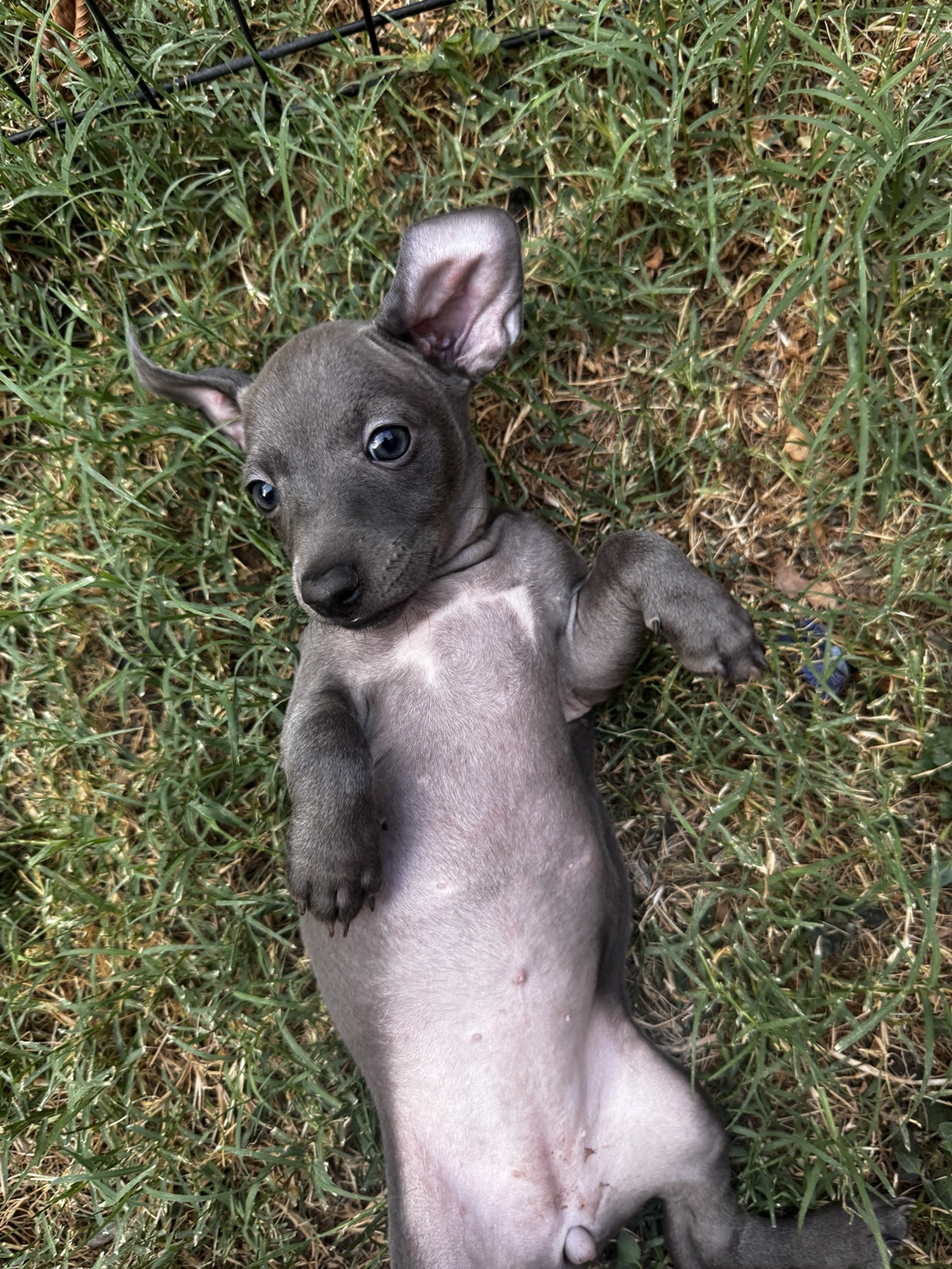 Full-body outdoor photo of Indie Blue lying playfully on her back in the grass
