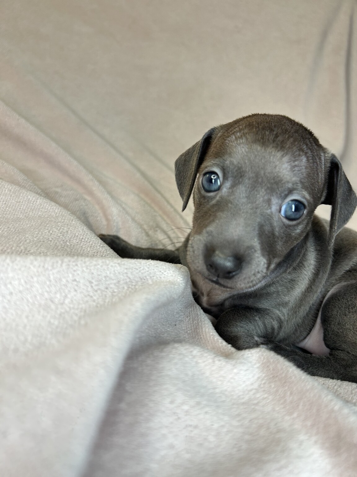 Indie Blue, a blue-gray female Italian Greyhound Dachshund mix puppy, looking into the camera with bright blue eyes