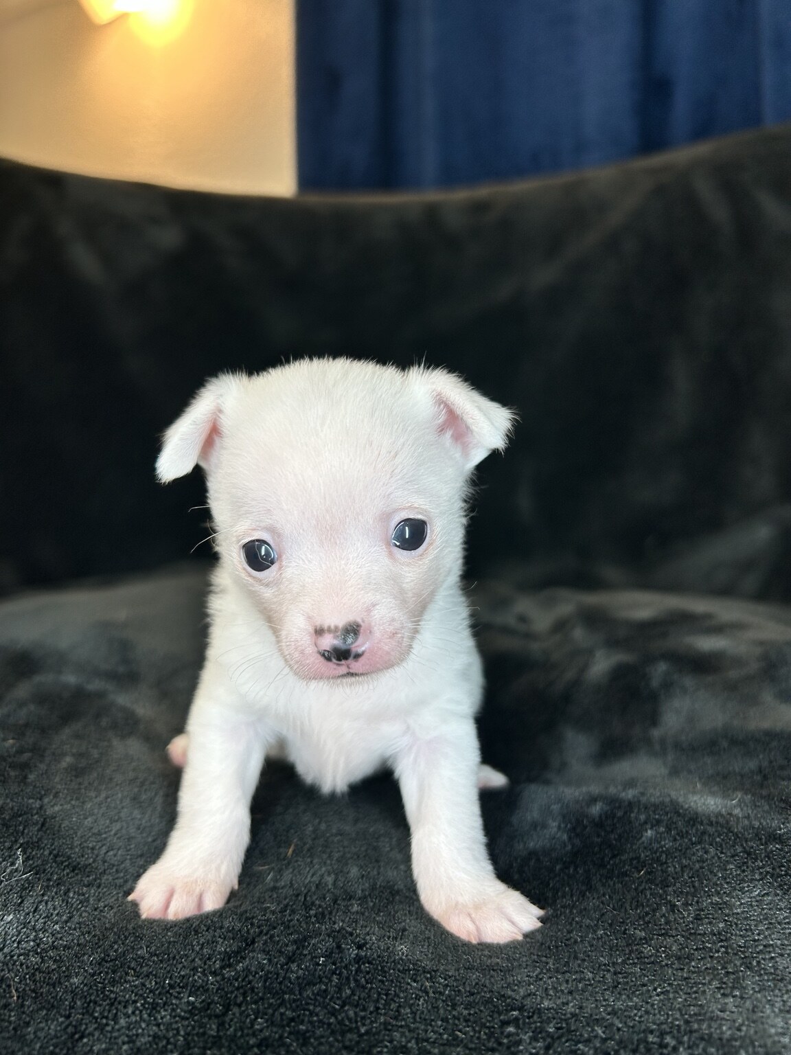 Libby at four weeks old standing on a dark blanket, showing her tiny build and freckled nose