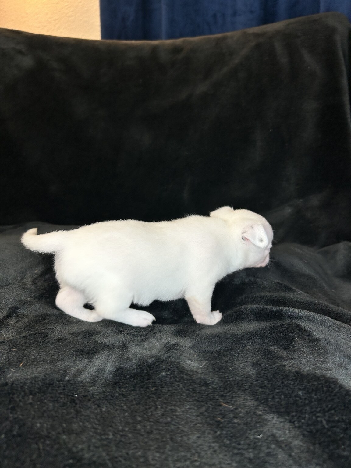 Libby walking in profile on a dark blanket, showing her tiny compact build and white coat