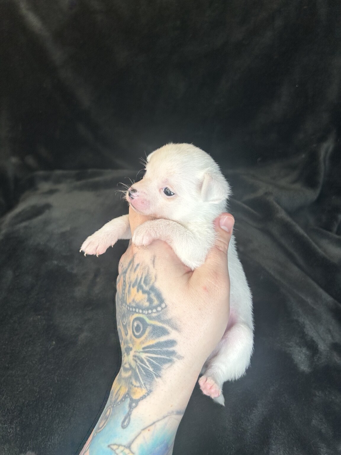 Tiny Libby being gently held, showing her small size, white coat and delicate face