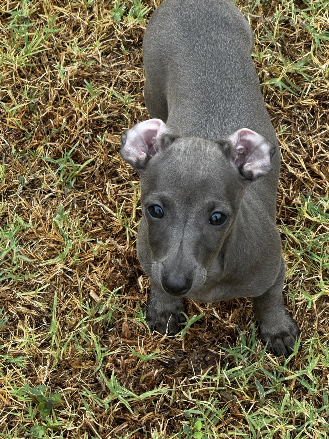 Newton, a blue-gray Italian Greyhound Dachshund mix puppy, looking up at the camera outdoors