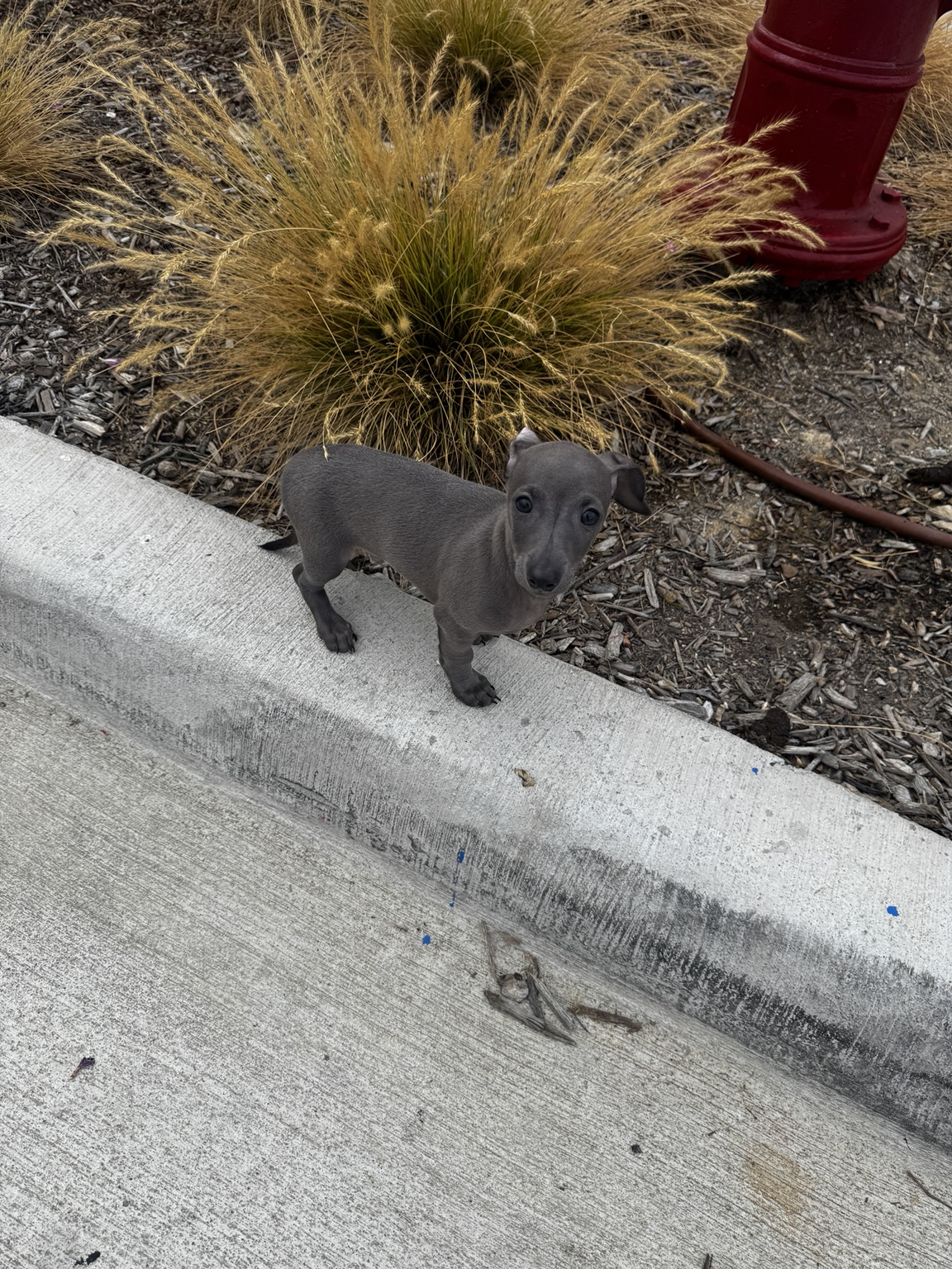 Newton standing beside a garden curb and looking up at the camera