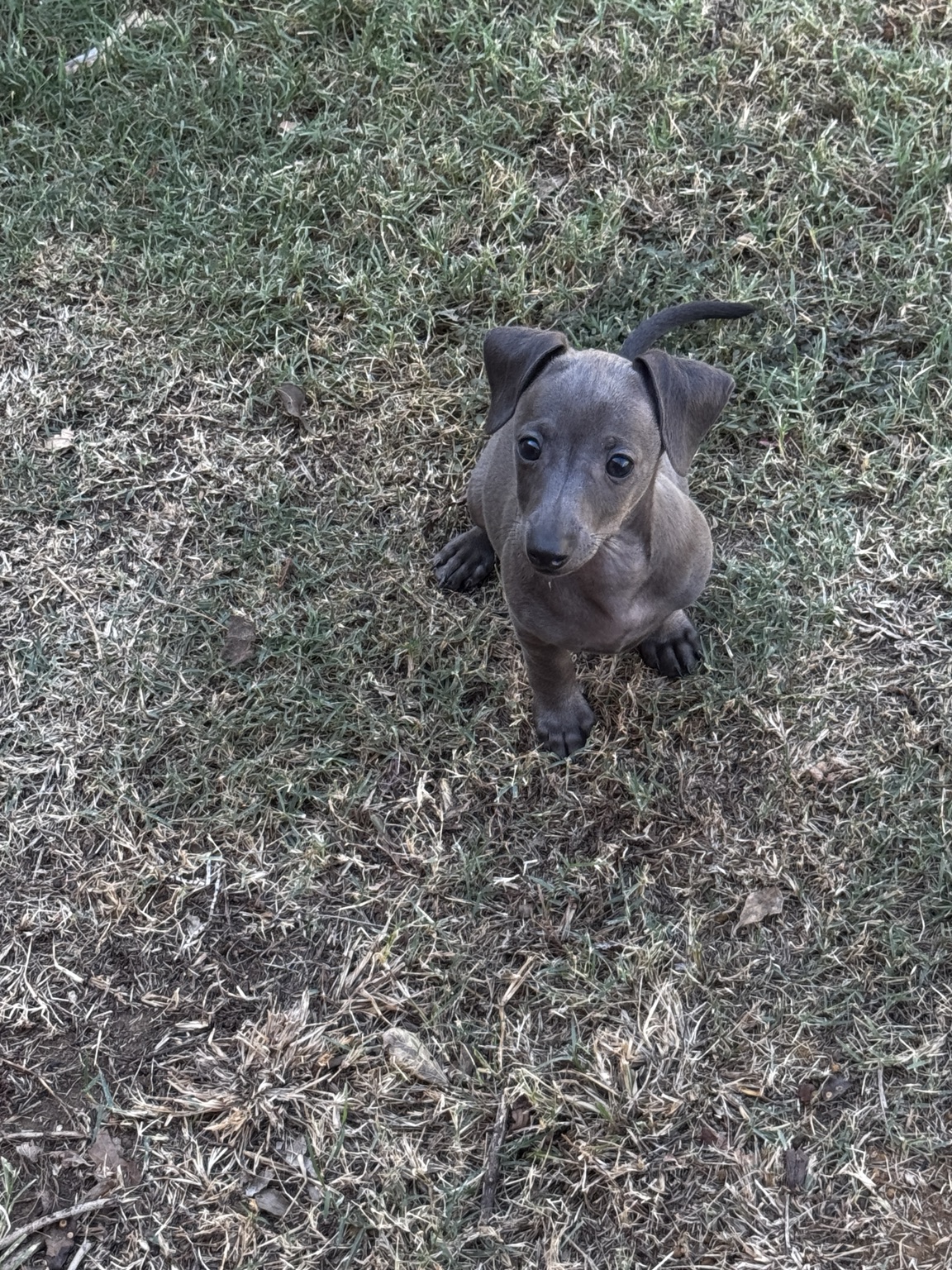 Newton sitting attentively in the grass outdoors