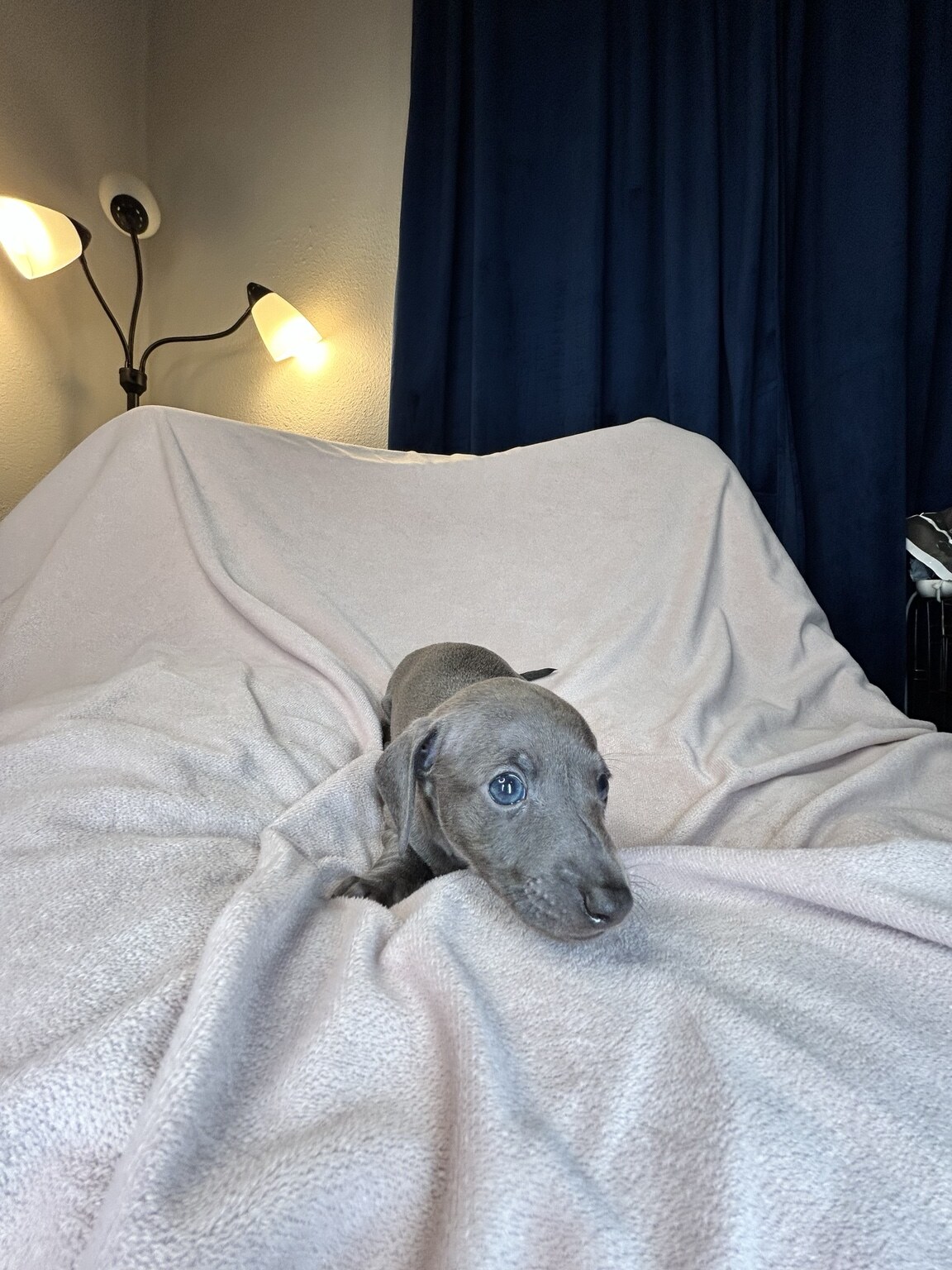 Newton crawling forward on a light blanket, showing his long little body and blue-gray coat