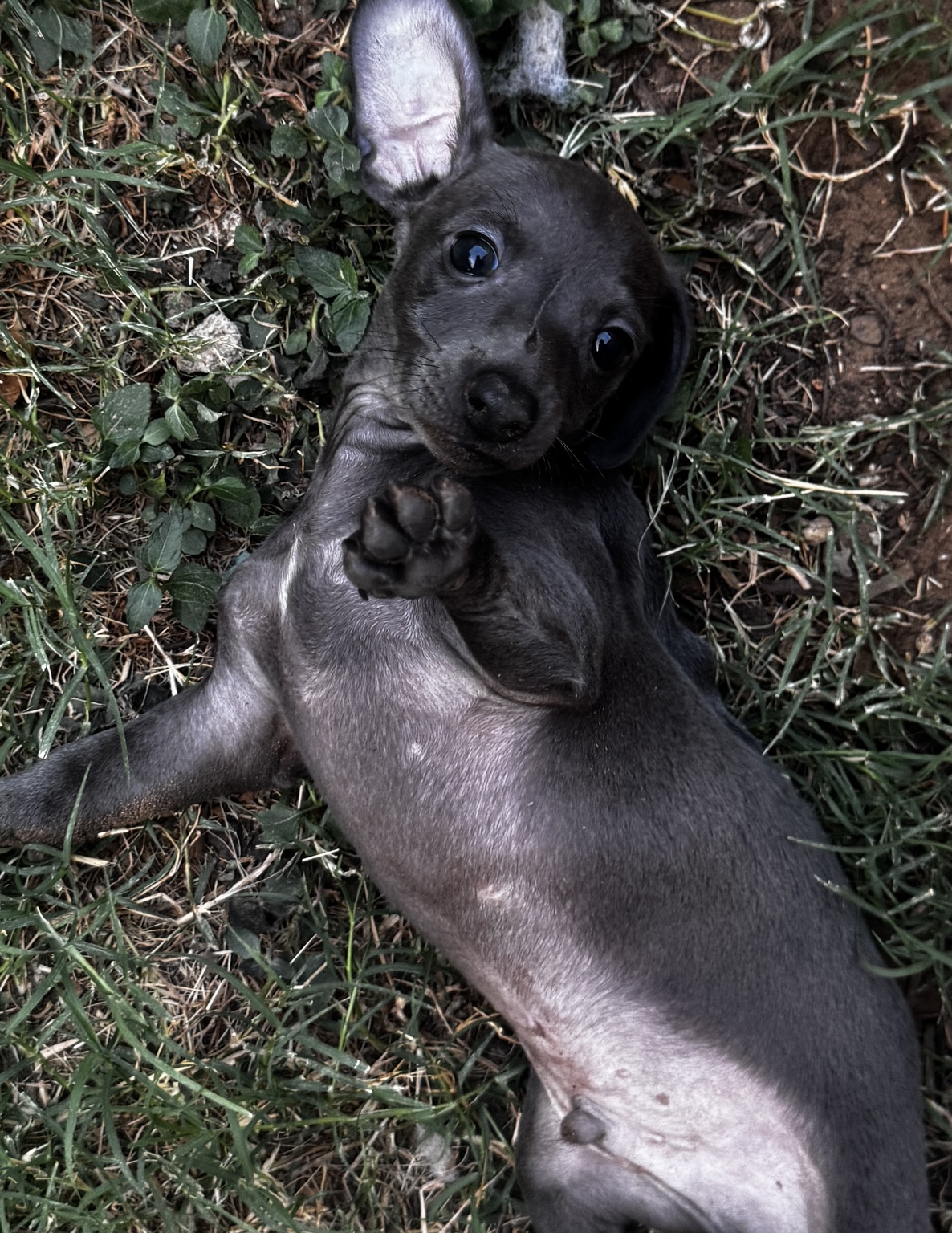 Newton lying in the grass with one ear perked and one paw raised toward the camera