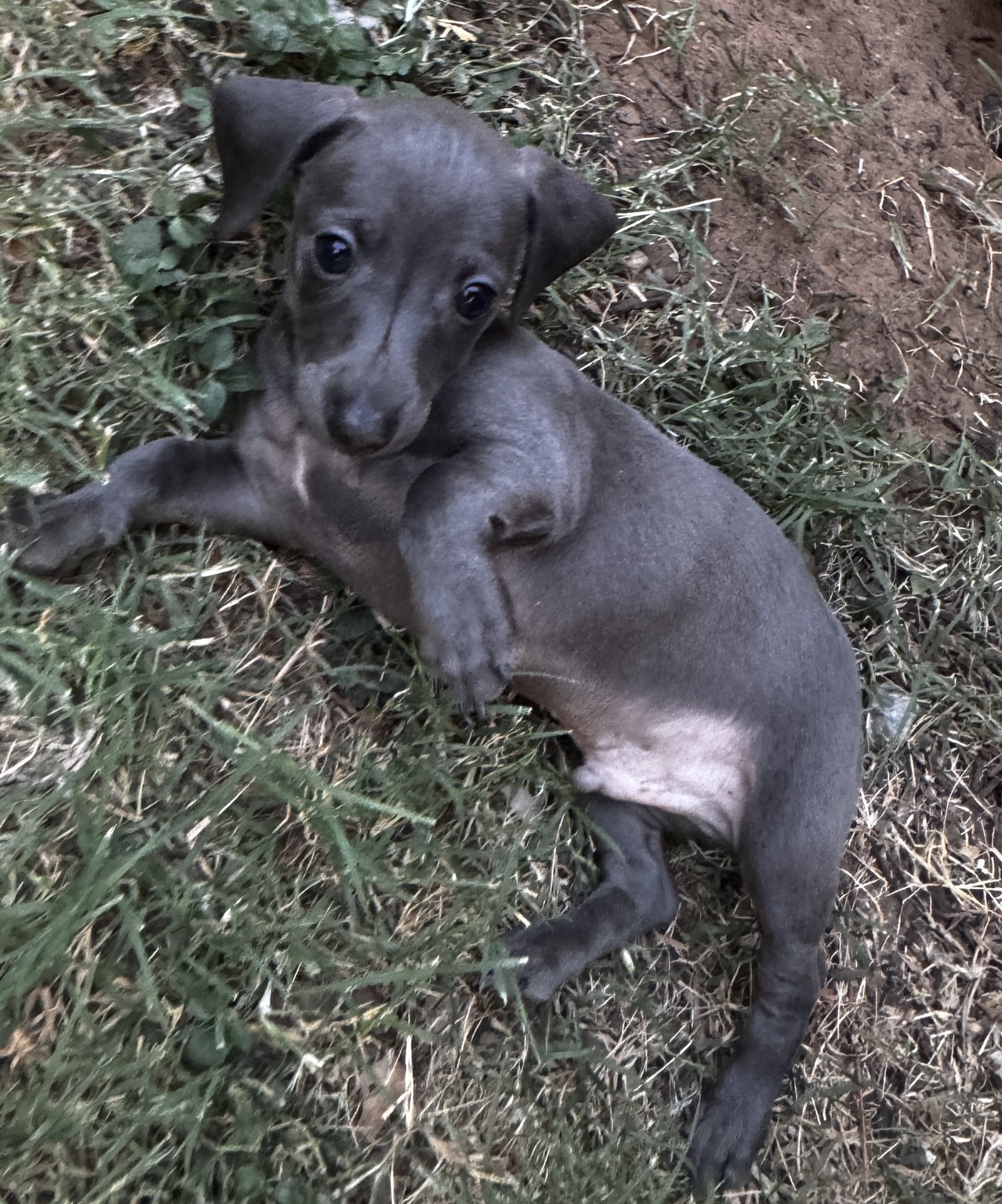Newton lying playfully on his side outdoors, showing his smooth blue-gray coat and long little body