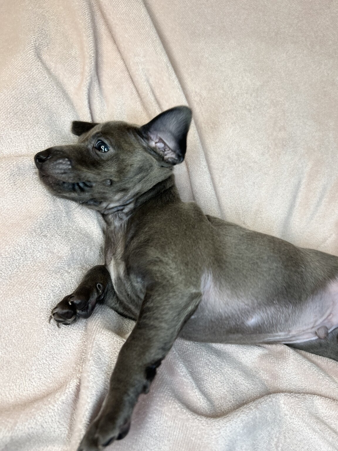 Newton resting in profile on a light blanket with one ear perked and his blue-gray coat visible