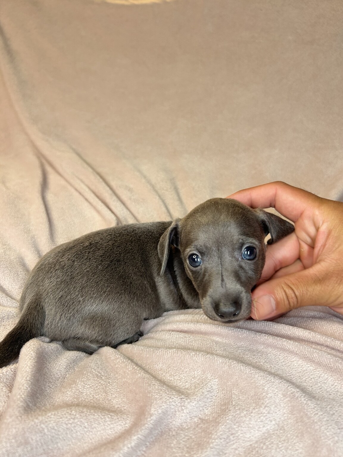 Newton, a blue-gray Italian Greyhound Dachshund mix puppy with blue-gray puppy eyes, looking at the camera