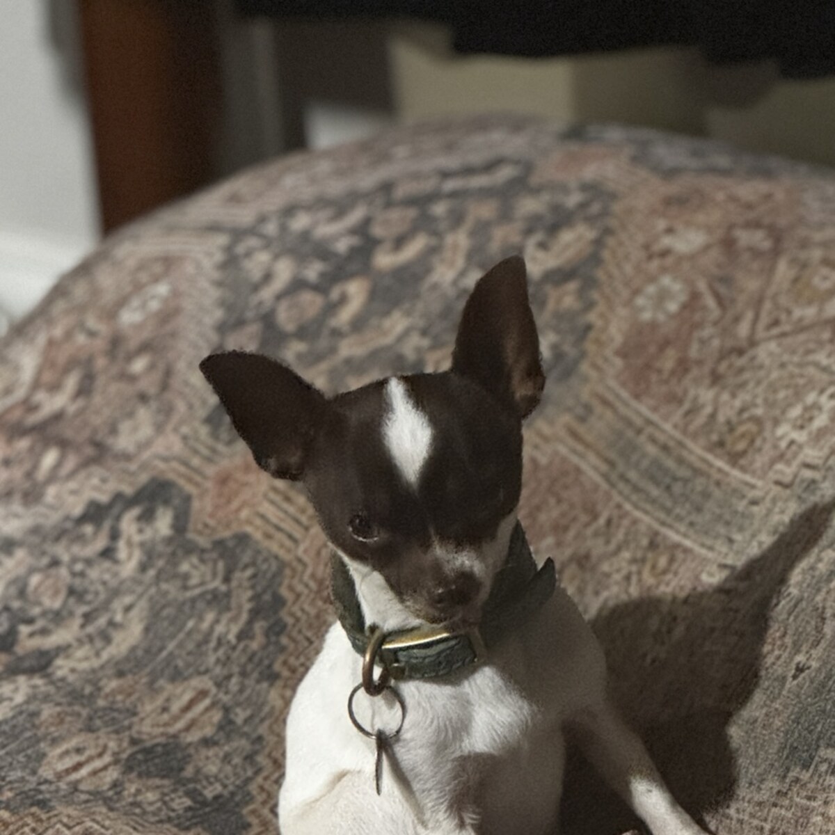 Pierre, a small white Chihuahua with chocolate patches