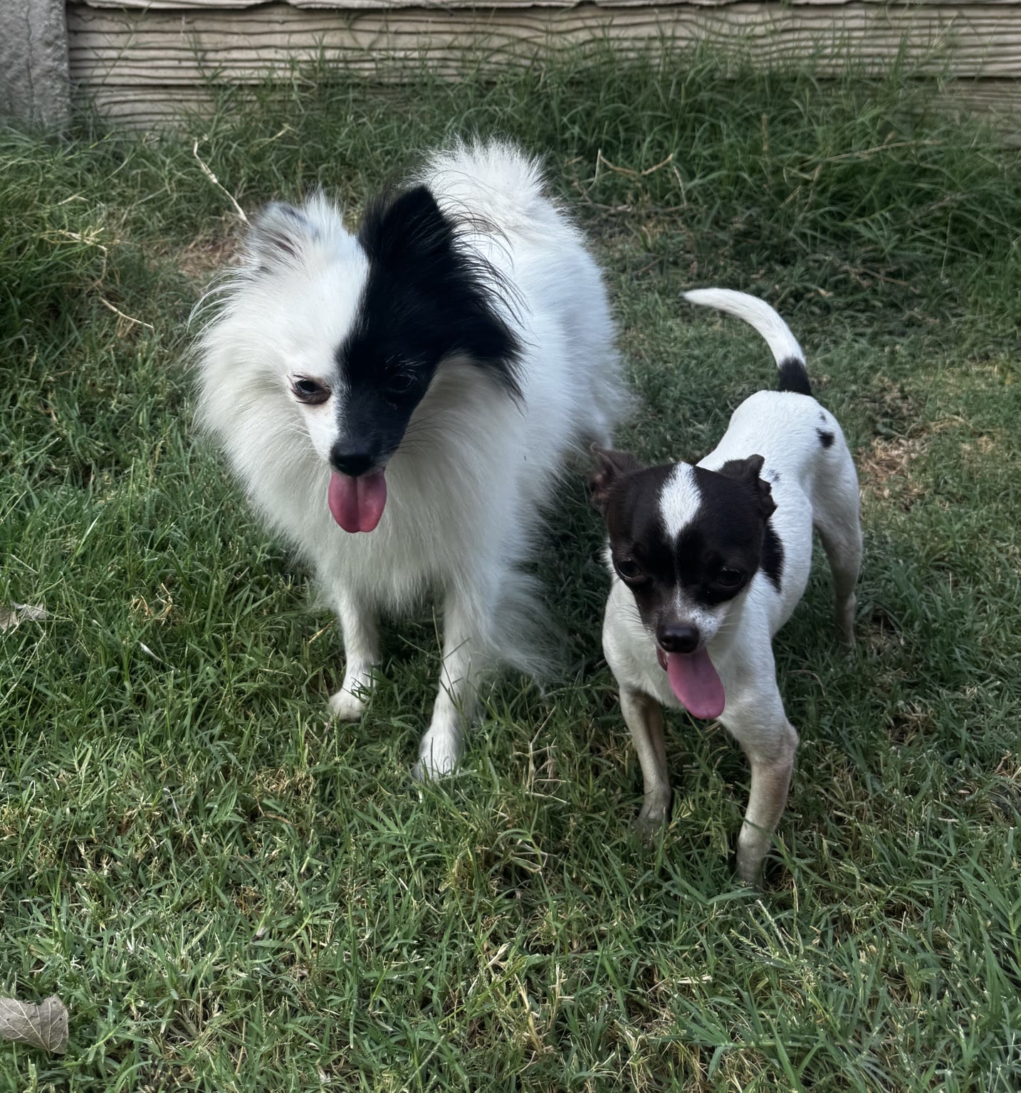 Pinky the white Pomeranian and Pierre the white and chocolate Chihuahua standing together in the grass
