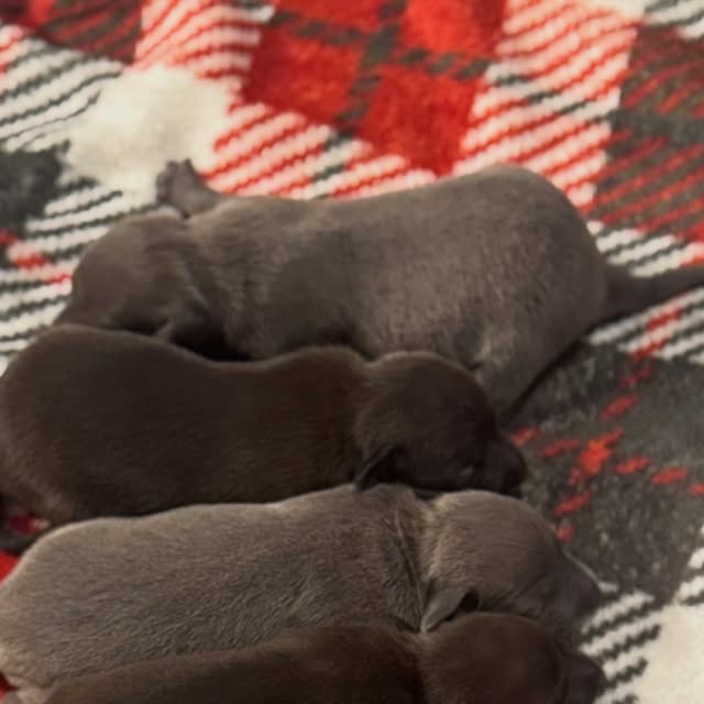 A group of newborn Italian Greyhound Dachshund mix puppies from Floof and Weenie