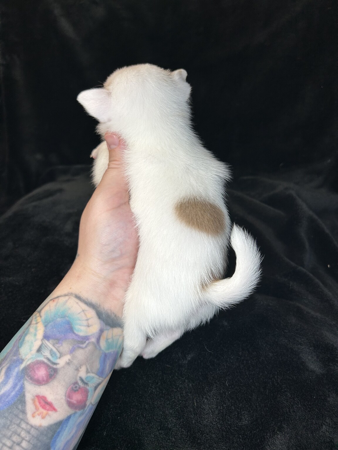 BamBam being gently held to show the two mauve-chocolate patches on his back