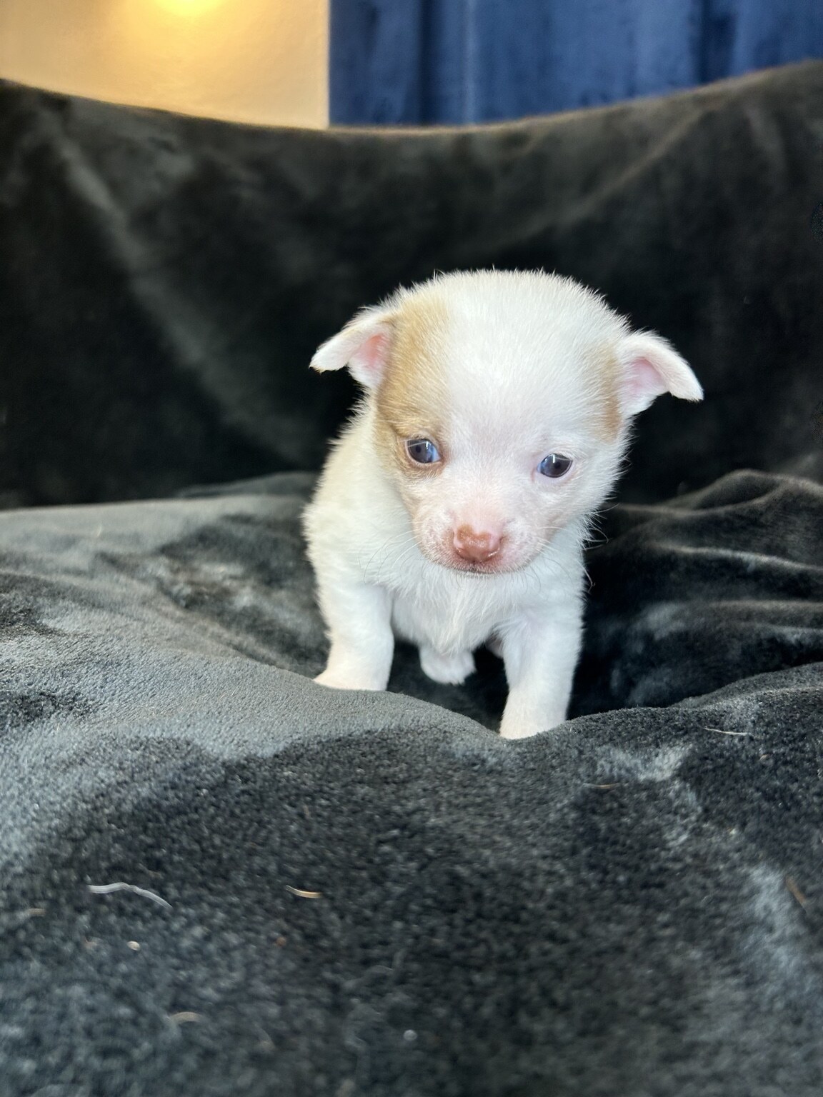 BamBam standing on a dark blanket, showing his white coat and warm sable facial markings