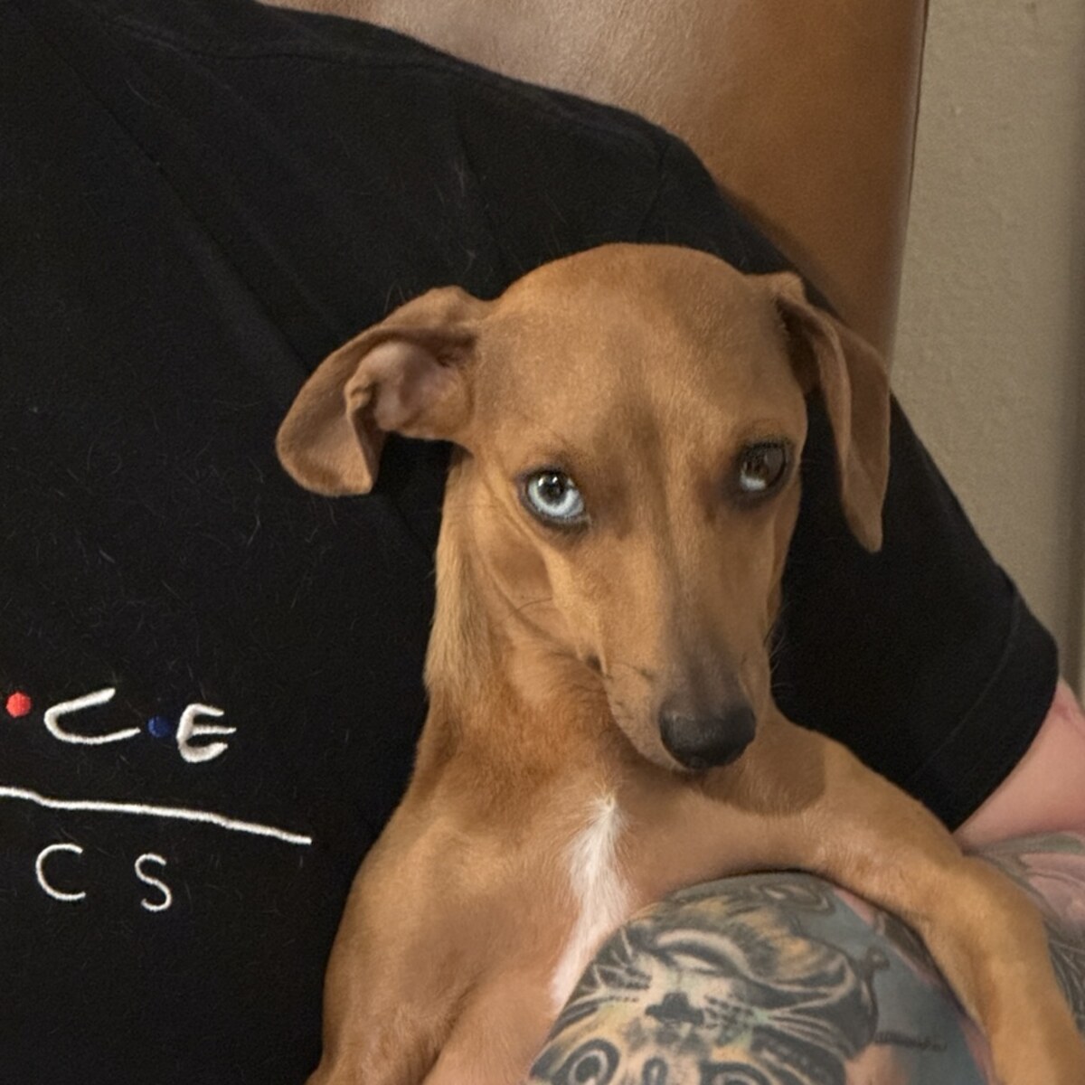Barbie, a brown Dachshund with heterochromia