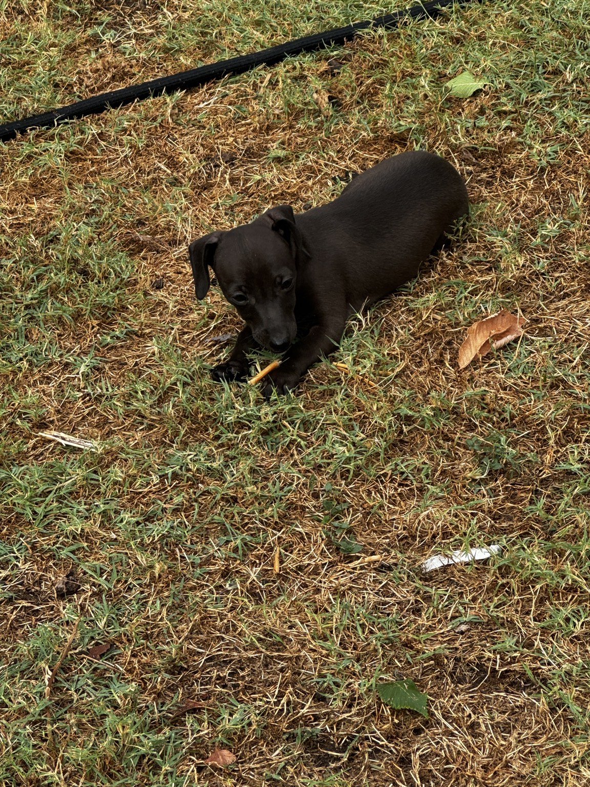 Betty relaxing in the grass while holding a small stick between her paws