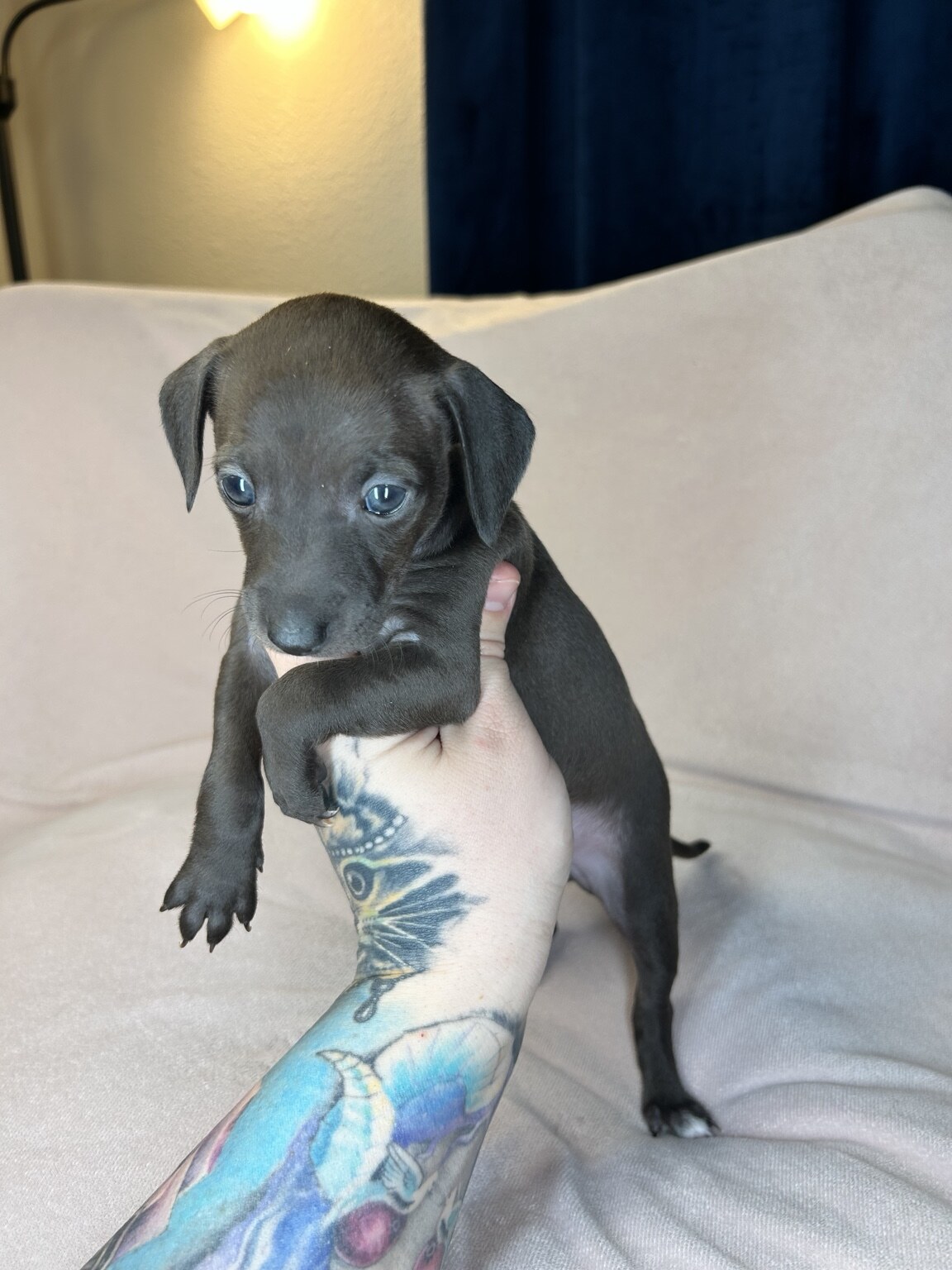 Betty being gently held upright to show her tiny build and sleek solid-black coat