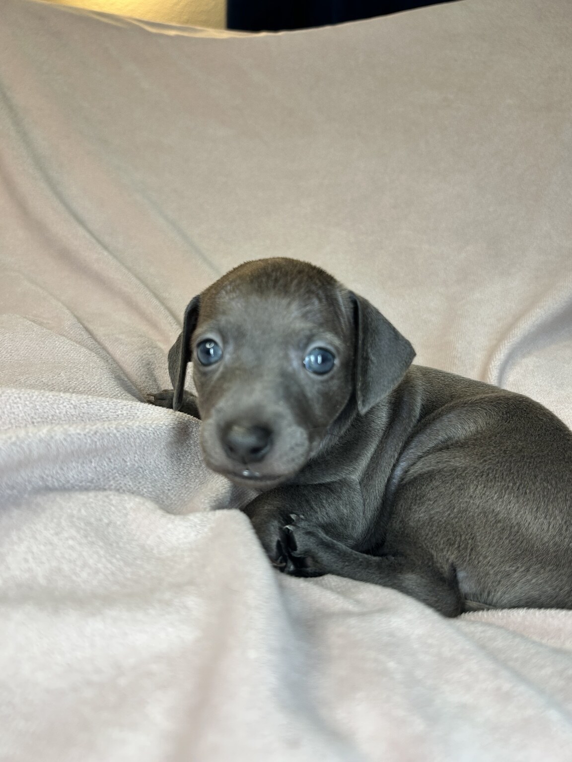Indie Blue curled comfortably on a light blanket with her blue-gray coat and blue eyes visible