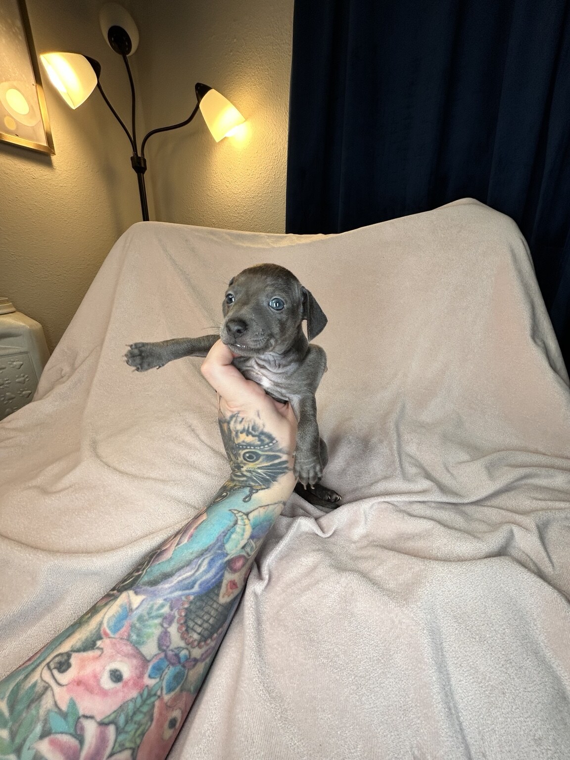 Indie Blue being gently held facing forward with one paw stretched out