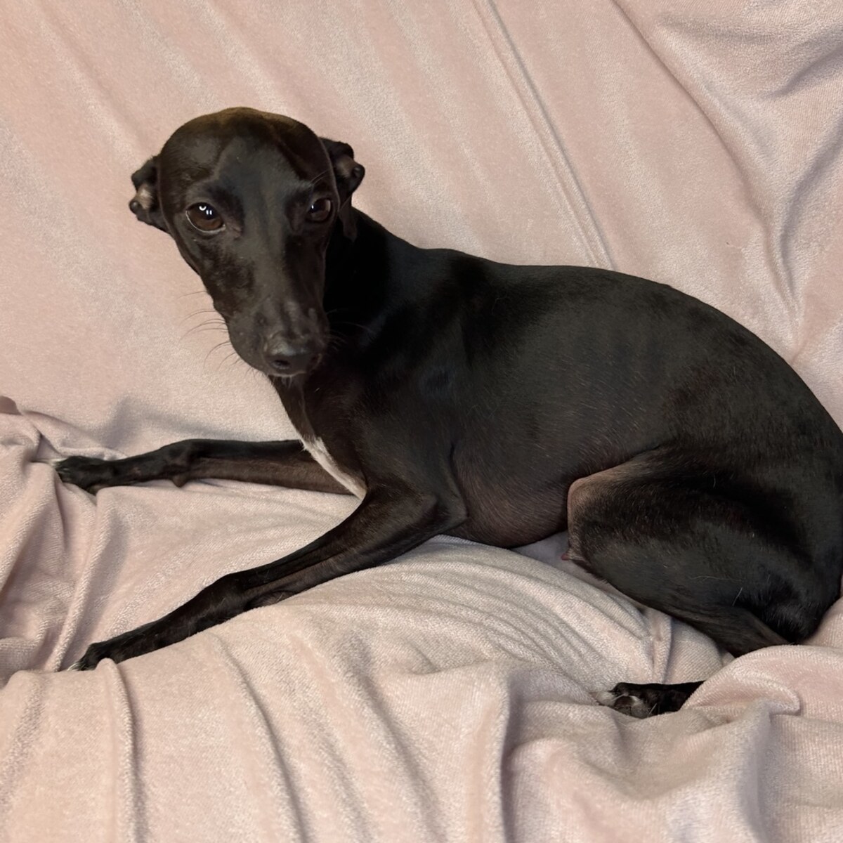 Joey Knight, a jet-black Italian Greyhound