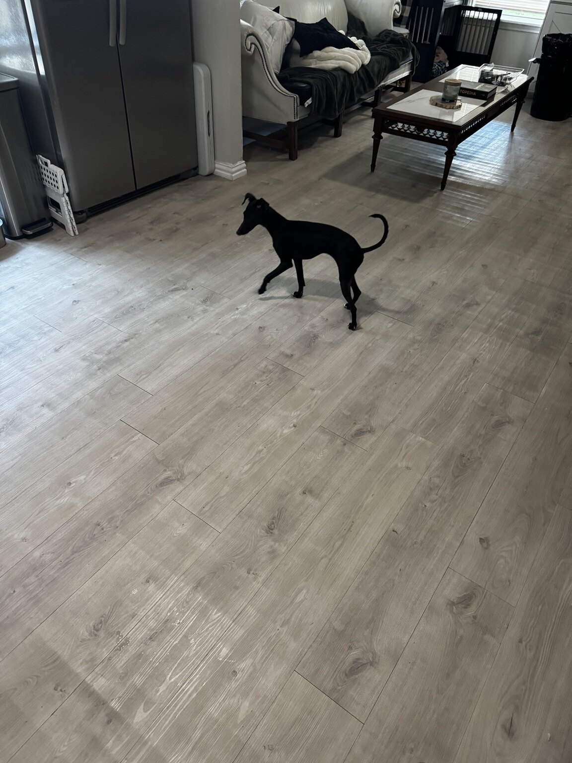 Joey Knight, a jet-black Italian Greyhound, walking through the family room
