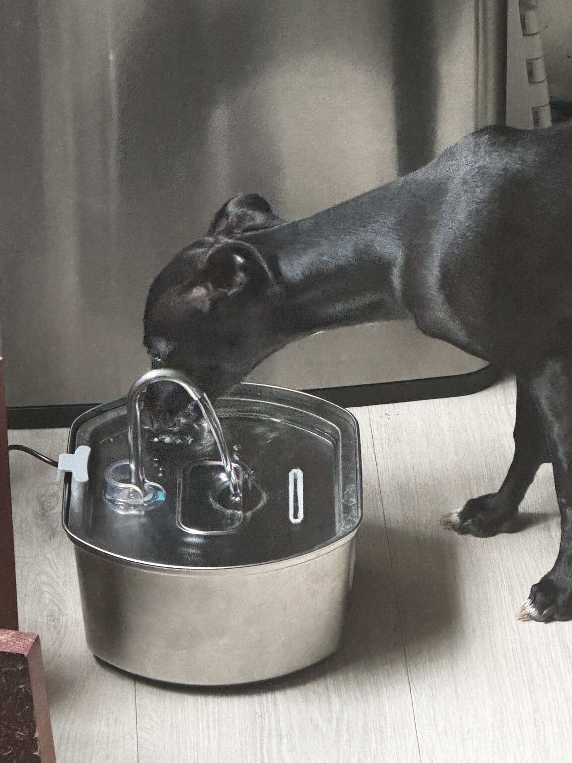 Joey Knight drinking from a stainless steel pet fountain