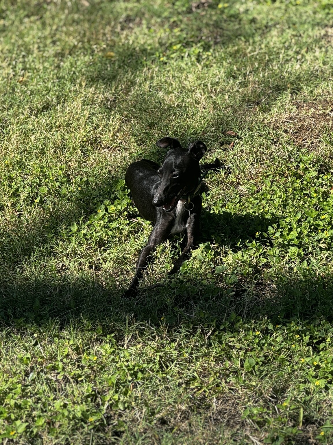 Joey Knight, a jet-black Italian Greyhound, running through a sunny yard