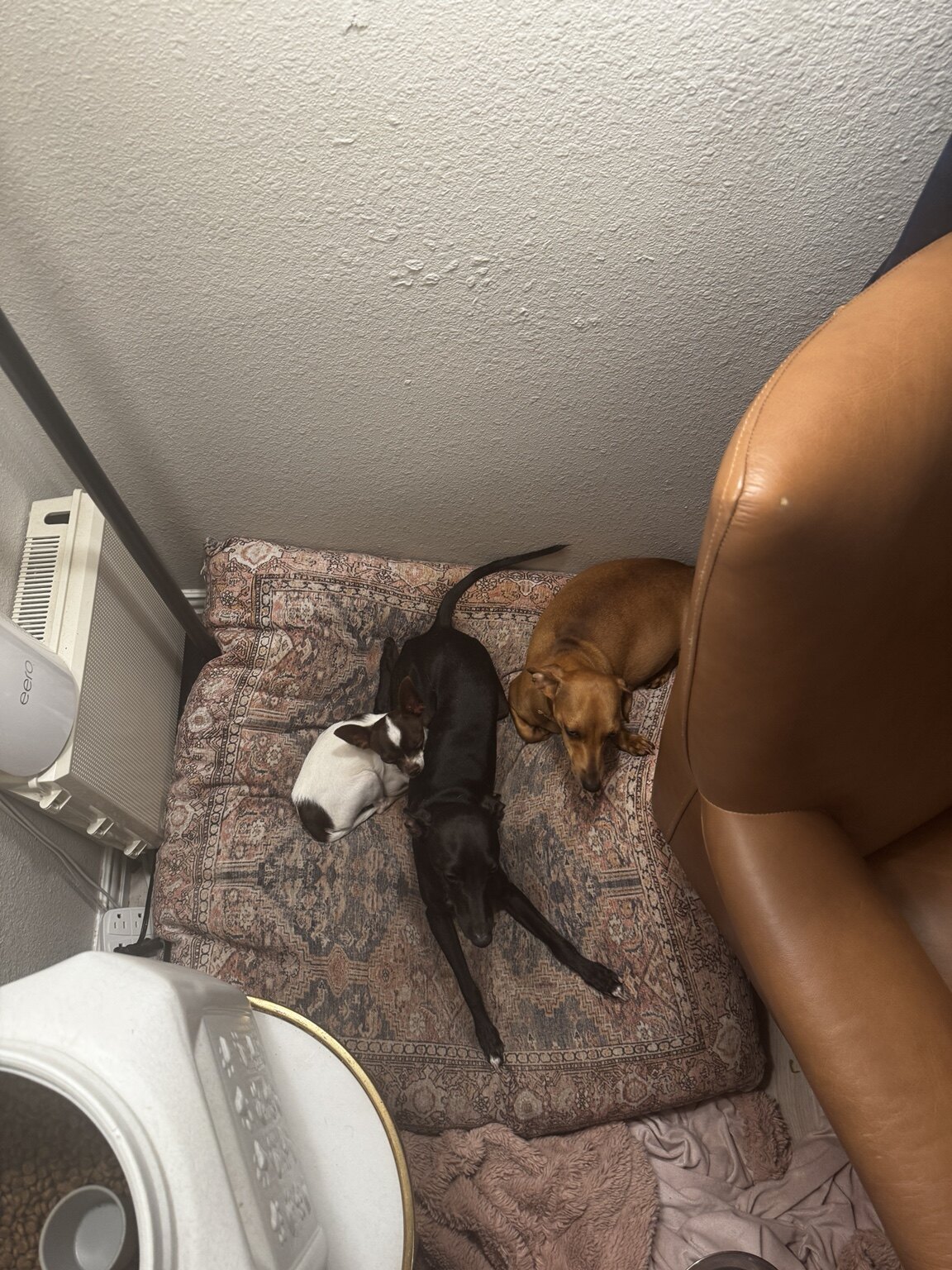 Pierre, Joey Knight and Barbie resting together on patterned dog cushions