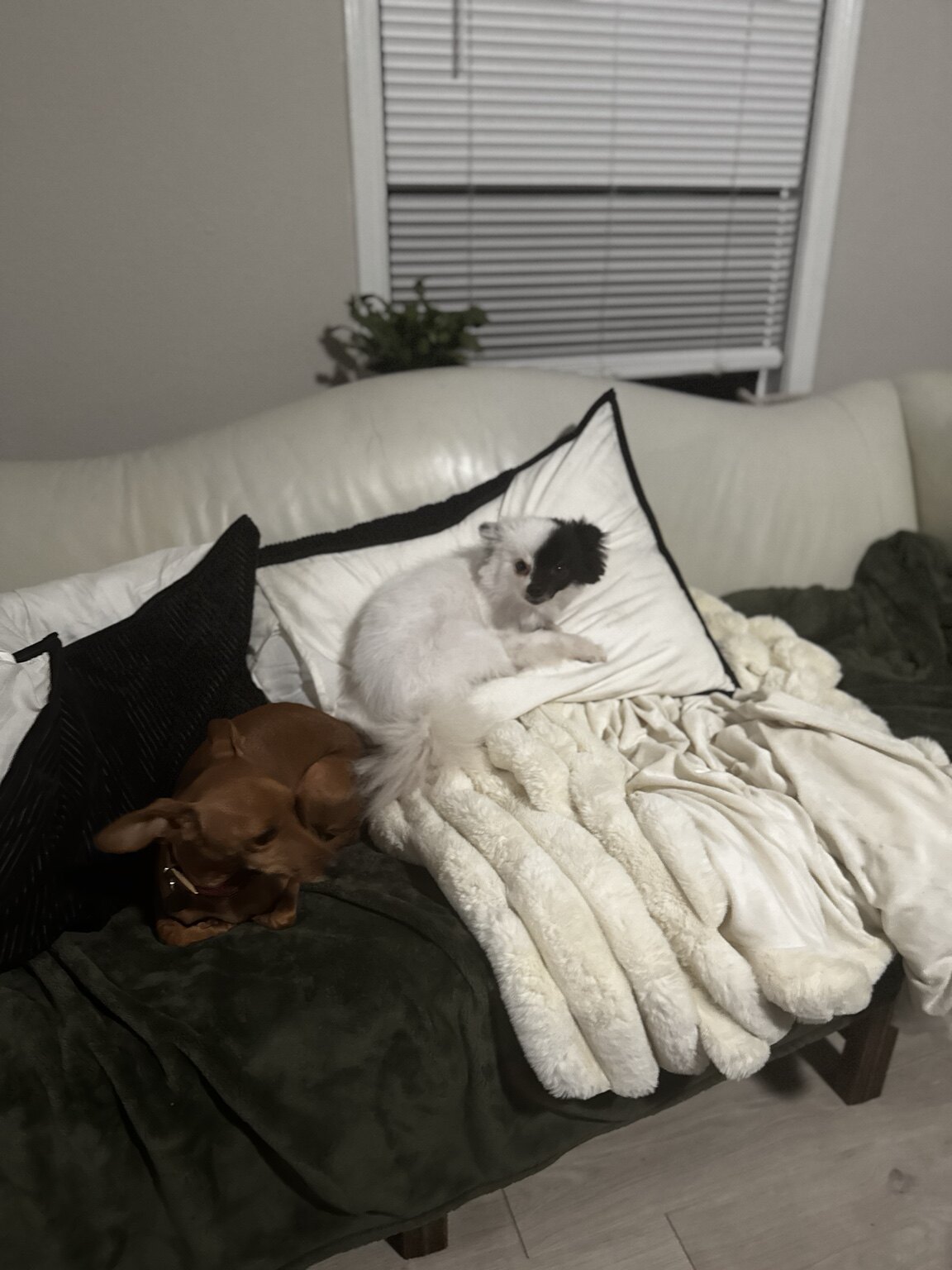 Pinky the Pomeranian and Barbie the Dachshund relaxing together on a couch